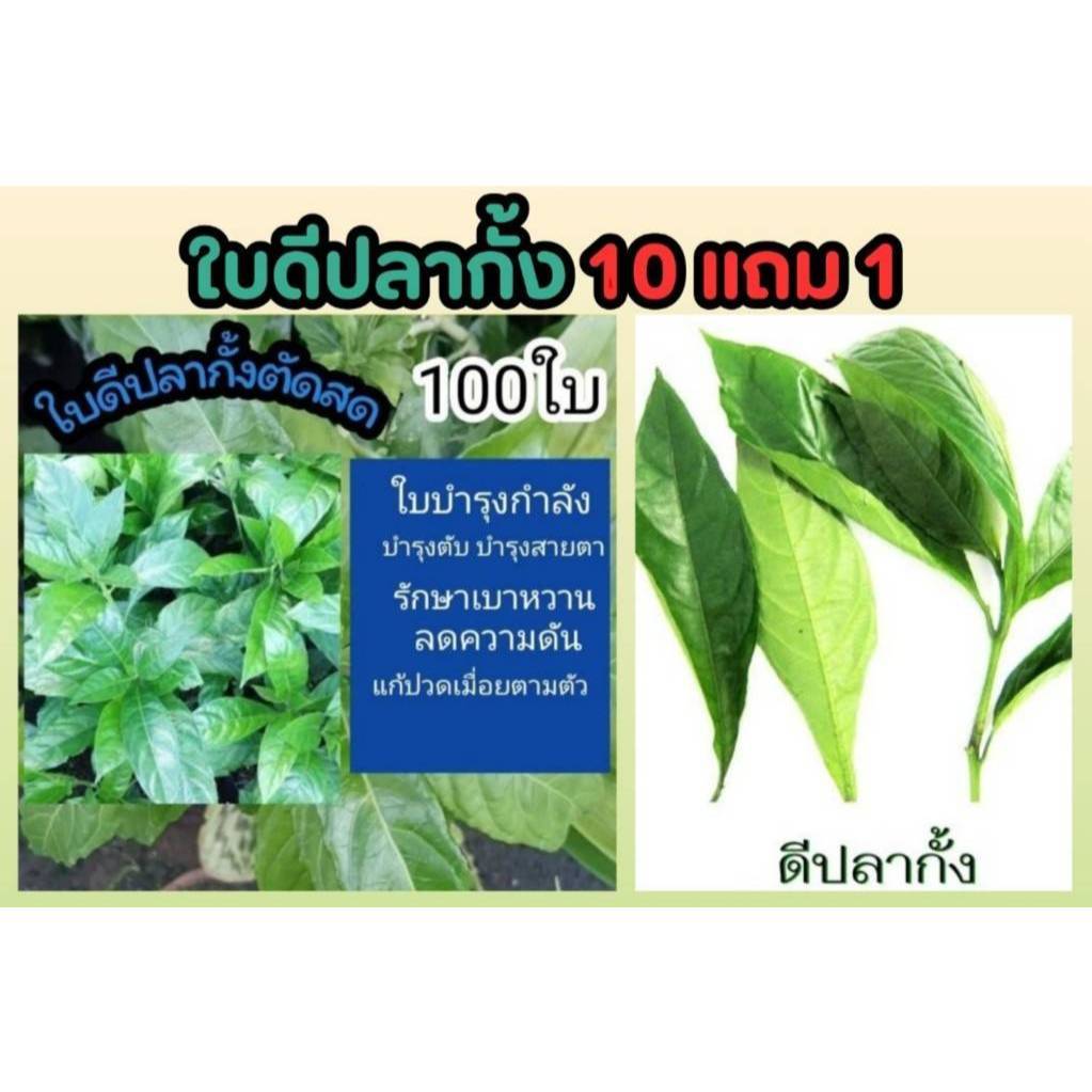ใบดีปลากั้ง .ใบดีปลาช่อน ตัดสด ยาสมุนไพร ชา รักษา บำรุงกำลัง ป้องกัน ปวดเมื่อย เบาหวาน ความดัน มะเร็ง ดิน ปุ๋ย กระถาง