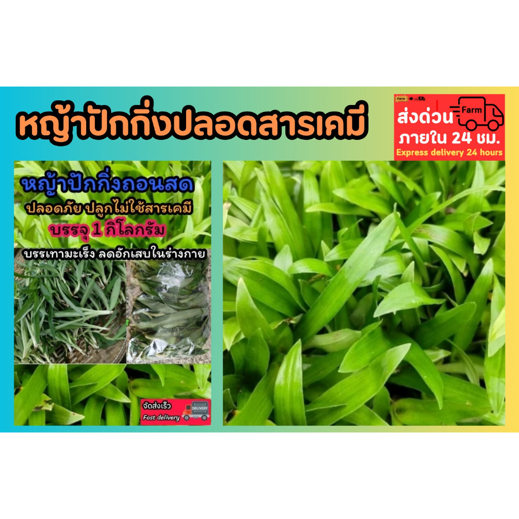 หญ้าปักกิ่งปลอดสารเคมี ถอดสด พร้อมทาน หญ้าเทวดา อ้วยอันโอสถ ชาสมุนไพร หญ้าออแกนิก ธรรมชาติ เก็บไว้ได้นาน ต้นไม้สมุนไพร